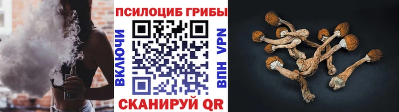 где купить наркоту  Куртамыш  Псилоцибиновые грибы Psilocybe 